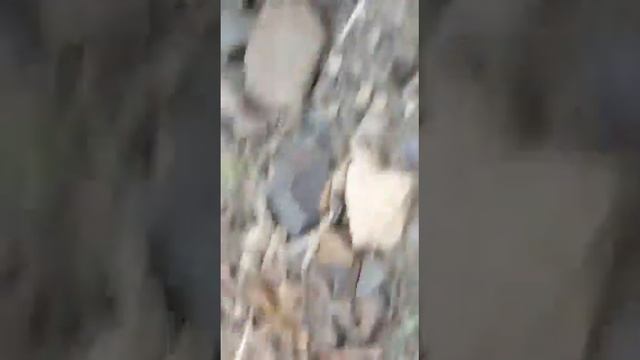 Кот. Снежок и его напарник МУРЗИК ( так назвал , первый раз вижу 🤓🤓🤓) смотреть онлайн