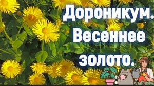 Самый неприхотливый многолетник для вашего сада
