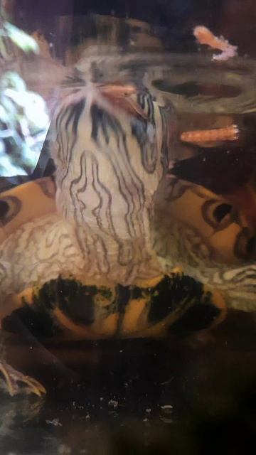 красноухая черепаха ест 🐢✨️ смотреть онлайн