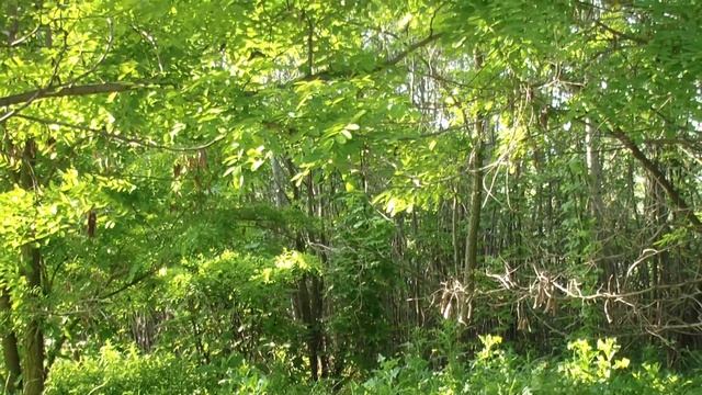 Утро на пляже. Парк. Зарисовка. смотреть онлайн