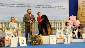 26.04.2025, СПб. Клуб "Элита" (РКФ, ОАНКОО). Выставка собак "СУПЕР КУБОК ЭЛИТЫ" (САС, ЧРКФ)