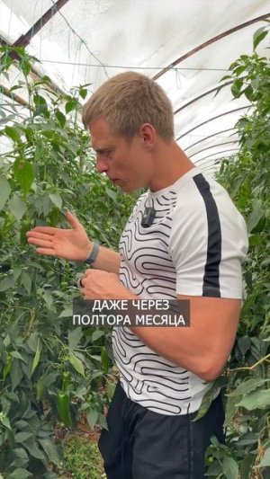 КАК ЧАСТО САДЯТ ПЕРЕЦ В ТУРЦИИ