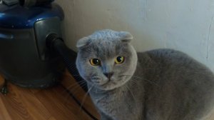 Домашний кот.
Странное поведение .