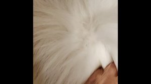 Груминг шпица