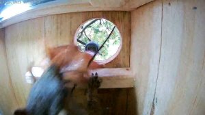 Eastern gray squirrel nest box.