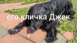 Мои четвероногие друзья.mp4