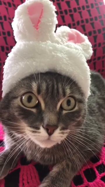 Кото-мурка
