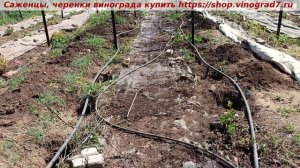 И вновь корчуем, сажаем виноград! Вот однозначно - новое будет лучше и вкуснее и крупнее....