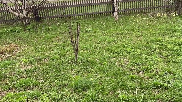 Вот и к нам пришла весна.. Деревня Таловка . Первоцветы .(домашнее видео) смотреть онлайн