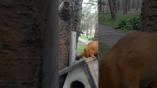 Белки в парке гор. больницы 30.07.2023 17:50