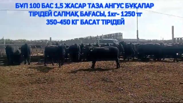 ЕГЕР АНГУС АЛҒЫҢЫЗ КЕЛСЕ, БҰЛ ВИДЕО СІЗГЕ АРНАЛҒАН!!!!