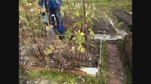 ВОСКРЕСНЫЕ ДАЧНИКИ 👍 👍👍 ВИДЕО ОТЧЕТ! 16 ОКТЯБРЯ ЕЩЕ СОБИРАЕМ УРОЖАЙ. ОБЗОР ОКТЯБРЬСКОЙ ДАЧИ.