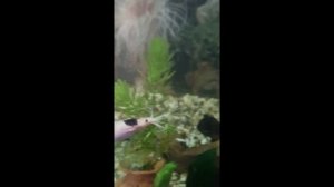 Мешкожаберный сом