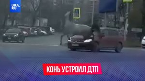 Сбежавший конь устроил ДТП в Хабаровске