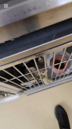 Наша кошка уже облизывает себя
