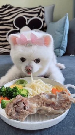 Сборка 3 Весёлые собачки и кошка
