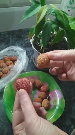 А вы любите личи_



Оказывается из личи можно вырастить комнатное растение