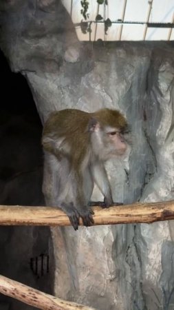 Мартышка потеряла очки      ПОДПИШИСЬ