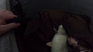 Открытие сезона по карпу. Голодяевский пруд.