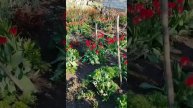 Сад из тюльпанов.