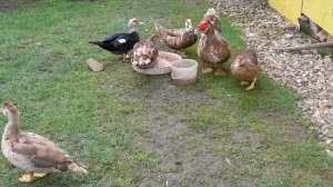 🦆 🦆 🐔