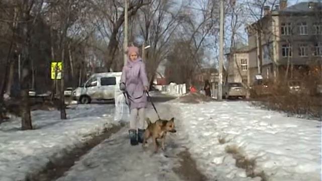 хочу собаку