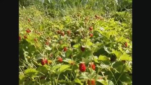 ВОСКРЕСНЫЕ ДАЧНИКИ. ВИДЕО ОТЧЕТ! Начало июля, что растет на грядках и в теплице?