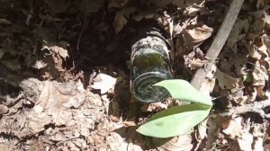 Поиск. Лес. Бутылка 67 года.