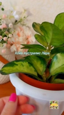 💖Хойя Аустралис Лиза.😍🌿🫶