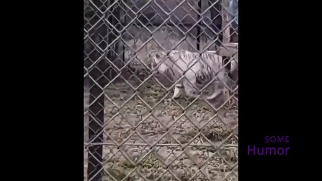 Mine Craft это Моя Жизнь! Приколы! Юмор! Сарказм! Засмеялся=Подписался! смотреть онлайн