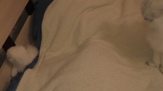 Котята перевернули коробку и поставили ее на ребро смотреть онлайн