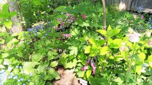 Пик декоративности пиона древовидного.04.05.25