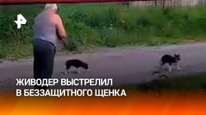 Подстрелил щенка и оставил страдать: живодер из Ставрополья атаковал беззащитного песеля