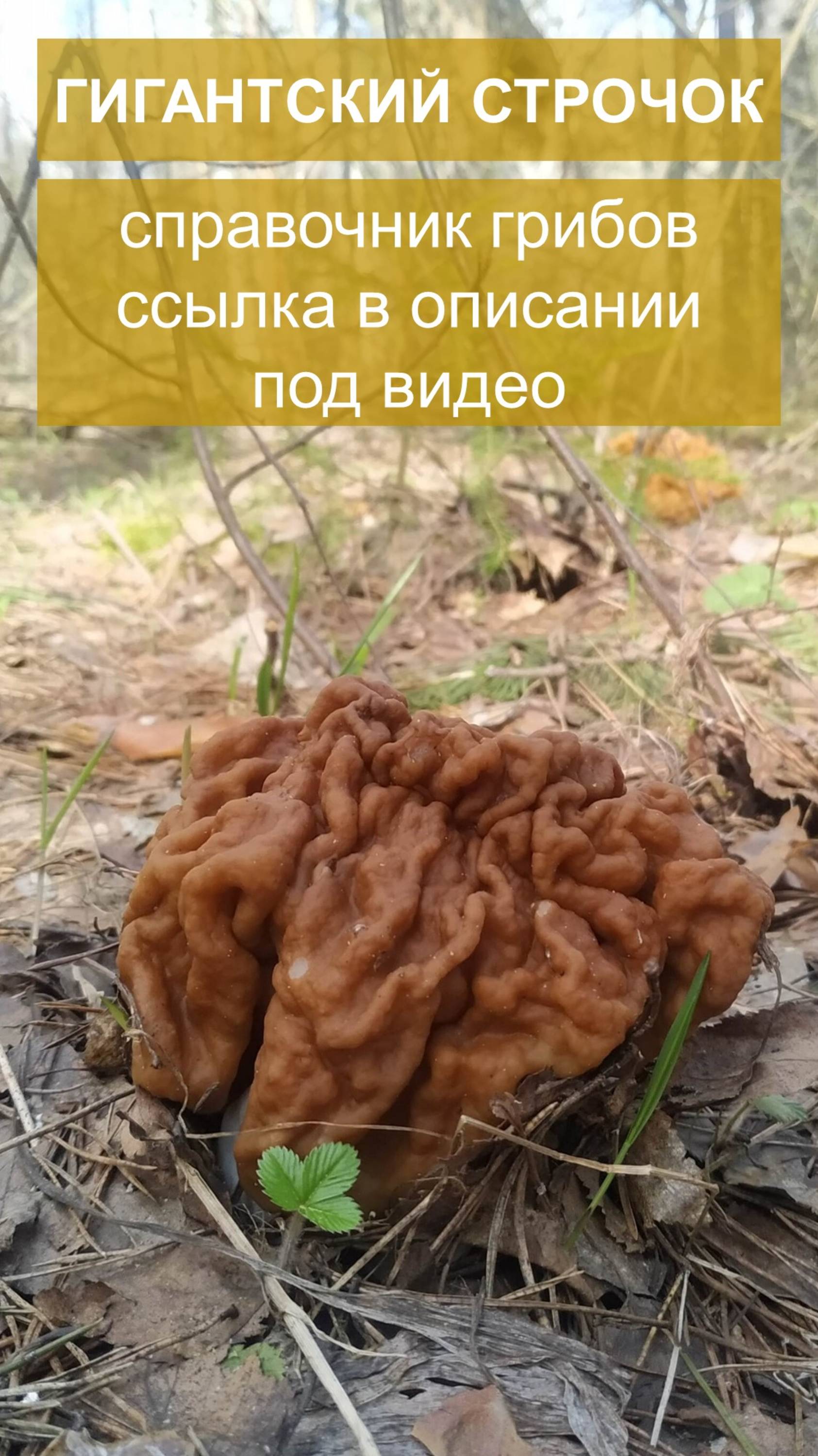 Гигантский строчок - справочник грибов