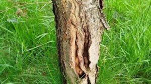 Зачем белить ствол плодовых деревьев и зачем защищать его от животных, показываю наглядно