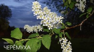 GEOS "Черёмуха"