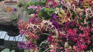 САДЫ БРИТАНИИ. ЗНАМЕНИТЫЙ ФЕСТИВАЛЬ ОРХИДЕЙ  В КЬЮ-ГАРДЕНС ЛОНДОН 2025