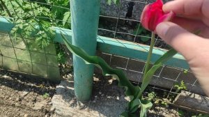 Новости со стройки. Дела огородные.