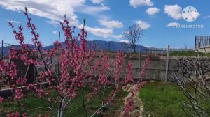 Цветут персики в Крыму. Наш сад в апреле.