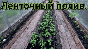 Ленточный полив теплицы