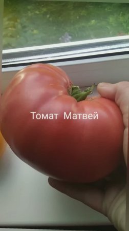 Томат весом больше килограмма! Томат Матвей