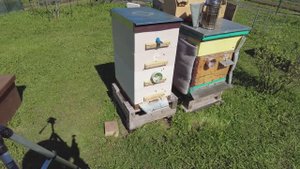 Подготовка семьи пчёл к формированию семьи-воспитательницы