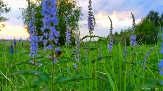 Песни для души. Очарована, околдована. Группа Санкт-Петербург