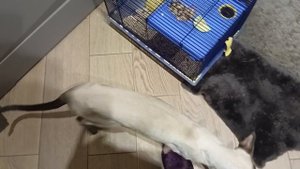 Вечерняя прогулка  хомяка.