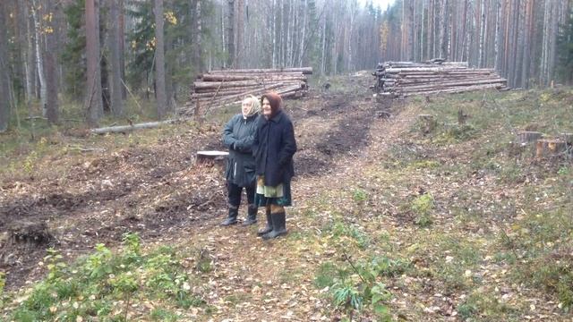 Сунский бор, Карелия, 7 октября, 2016 г. Возвращение техники на вырубку. смотреть онлайн