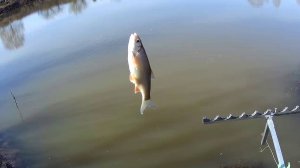 ВЕСЕННЯЯ РЫБАЛКА НА БОЛОНСКУЮ УДОЧКУ