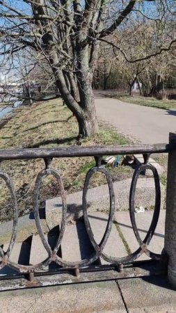 На Петровской косе произошла драка между дикими утками.