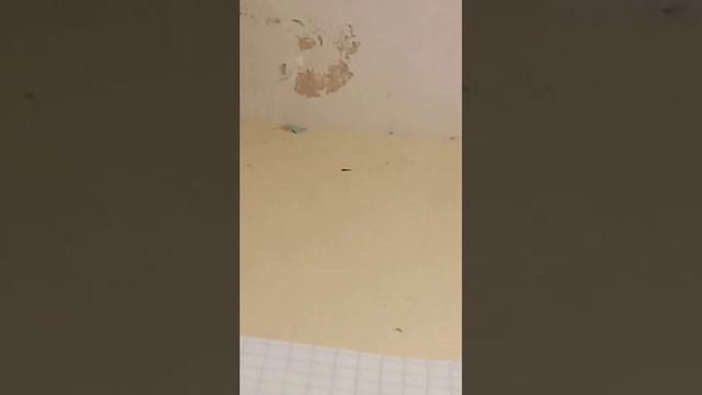 как рисовать пони