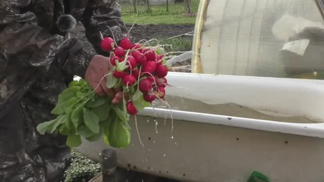 Какой редис вырос из собственных семян_!!
