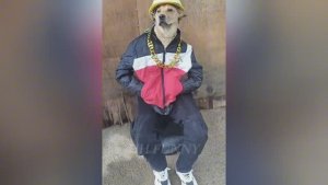 Самое смешное с животными